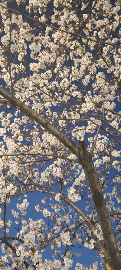 Korean cherry-blossom & nature & aesthetic aesthetic wallpaper for phone