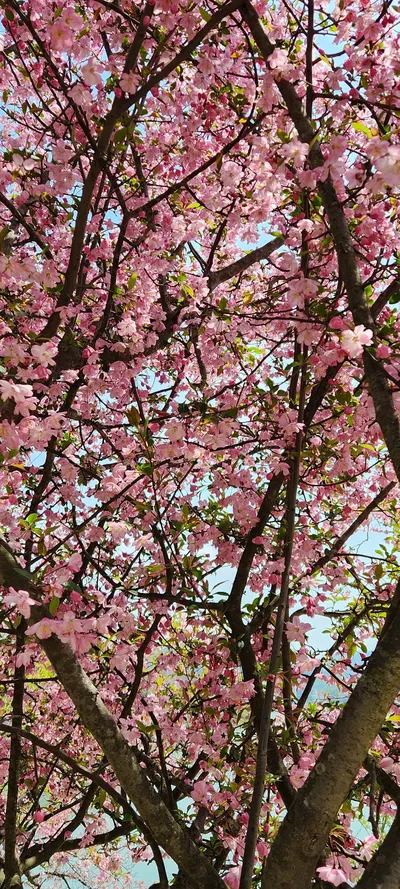 Korean cherry-blossom & nature & flower & aesthetic aesthetic wallpaper for phone