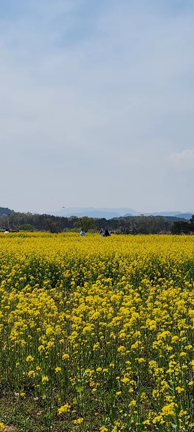 Korean nature & flower aesthetic wallpaper for phone