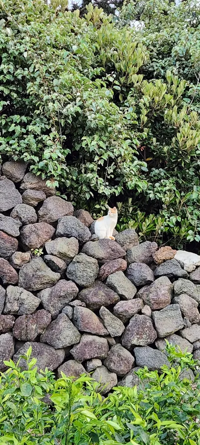 Korean nature & forest & aesthetic aesthetic wallpaper for phone