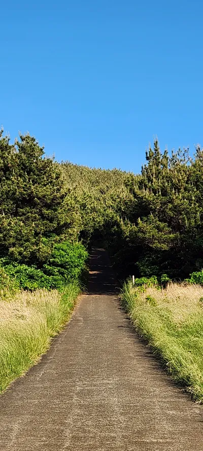 Korean nature & forest & aesthetic aesthetic wallpaper for phone