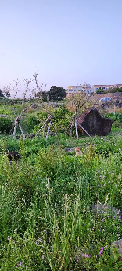 Korean nature & flower aesthetic wallpaper for phone