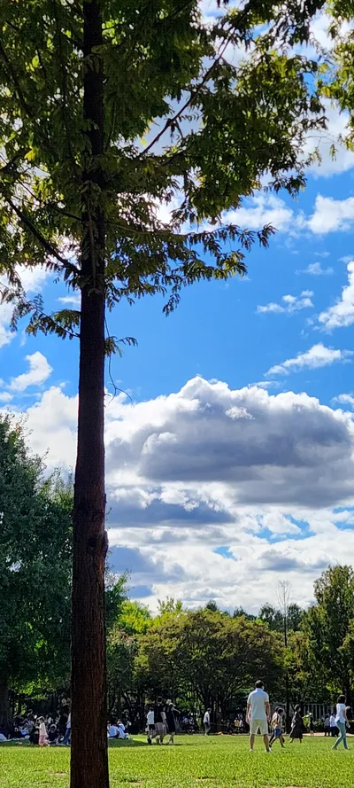 Korean nature & park & forest aesthetic wallpaper for phone