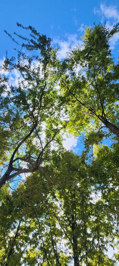 Korean nature & forest & aesthetic aesthetic wallpaper for phone