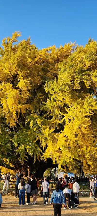 Korean nature & autumn & aesthetic aesthetic wallpaper for phone