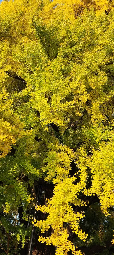 Korean street & autumn & nature aesthetic wallpaper for phone