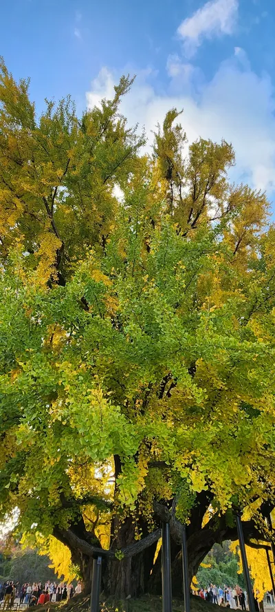 Korean nature & autumn & forest aesthetic wallpaper for phone