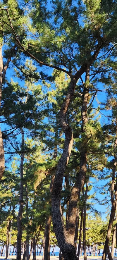 Korean nature & forest & sea aesthetic wallpaper for phone