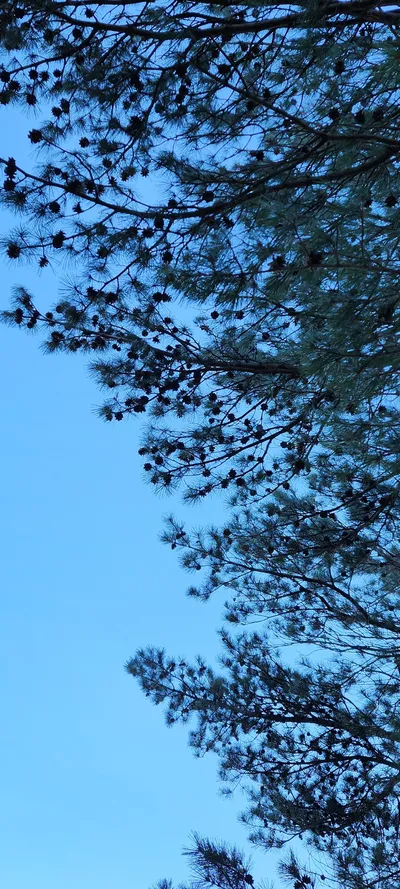 Korean nature & forest & aesthetic aesthetic wallpaper for phone