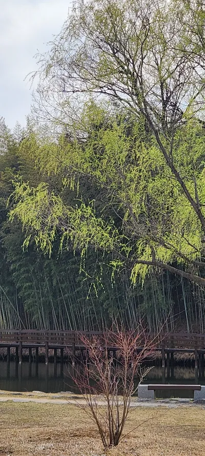 Korean nature & park & river & forest aesthetic wallpaper for phone