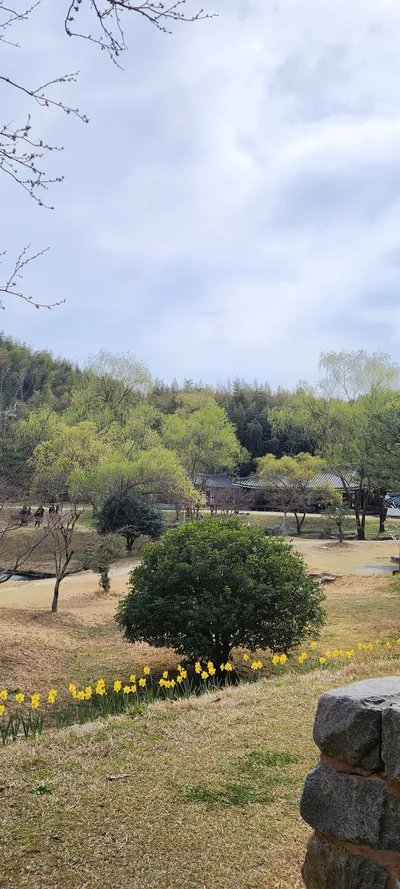 Korean nature & park & flower aesthetic wallpaper for phone