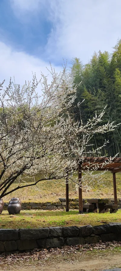 Korean nature & cherry-blossom & hanok & forest aesthetic wallpaper for phone