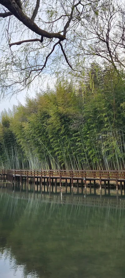 Korean nature & river & forest & aesthetic aesthetic wallpaper for phone