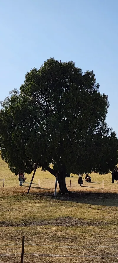 Korean nature & park & aesthetic aesthetic wallpaper for phone