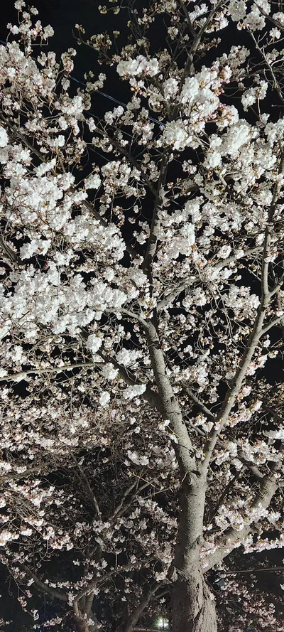 Korean cherry-blossom & seoul-nights aesthetic wallpaper for phone