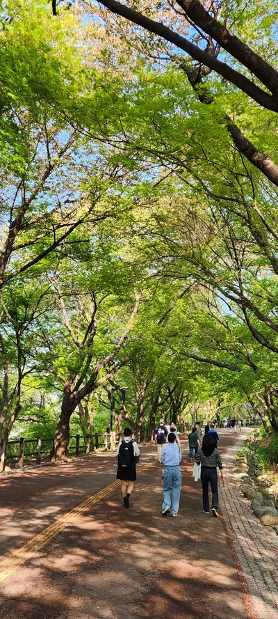 Korean park & forest & nature aesthetic wallpaper for phone