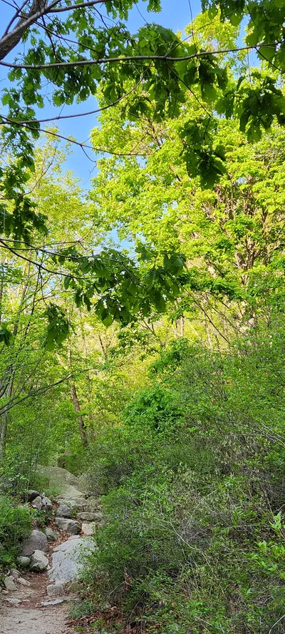 Korean mountain & forest & nature aesthetic wallpaper for phone