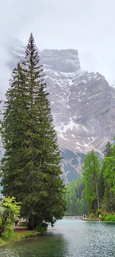 Forest & Mountains & Trails & Nature travel wallpaper