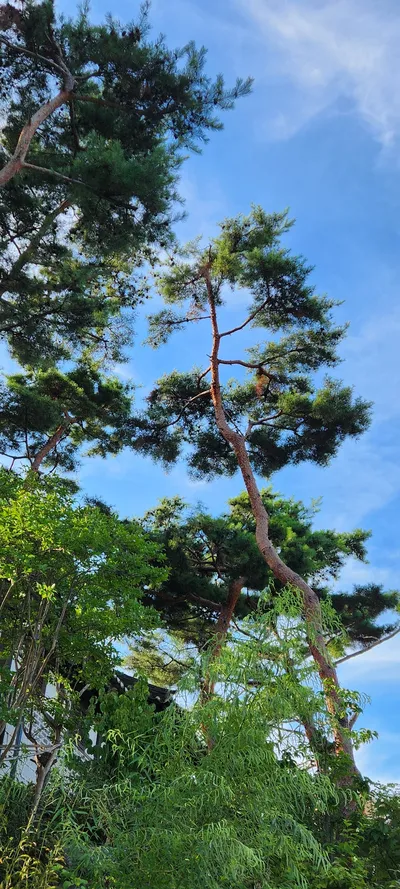 Korean hanok & nature & forest aesthetic wallpaper for phone