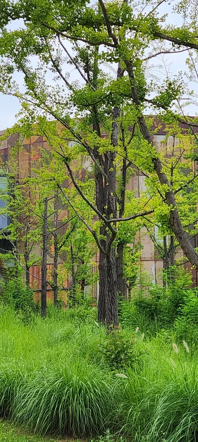 Korean architecture & nature & park aesthetic wallpaper for phone