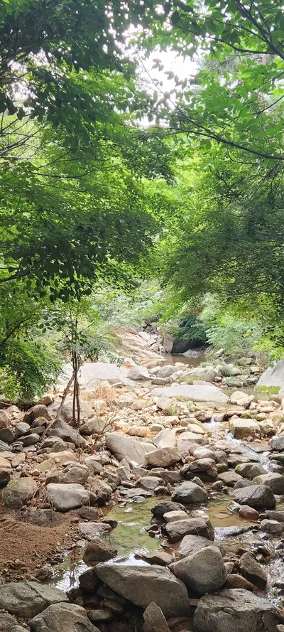 Korean forest & river & nature & mountain aesthetic wallpaper for phone