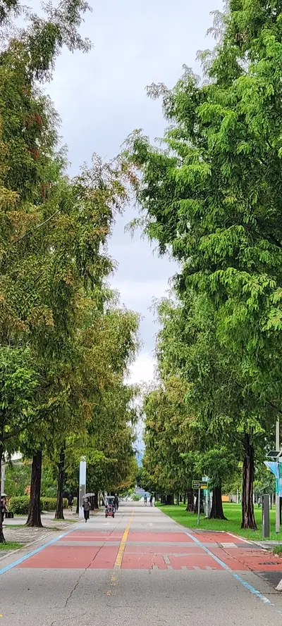 Korean park & forest & nature aesthetic wallpaper for phone