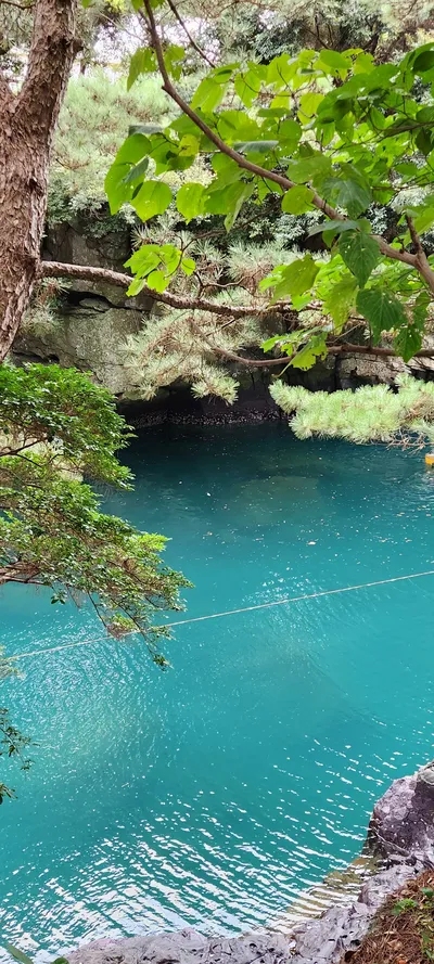 Korean nature & forest & river & aesthetic aesthetic wallpaper for phone