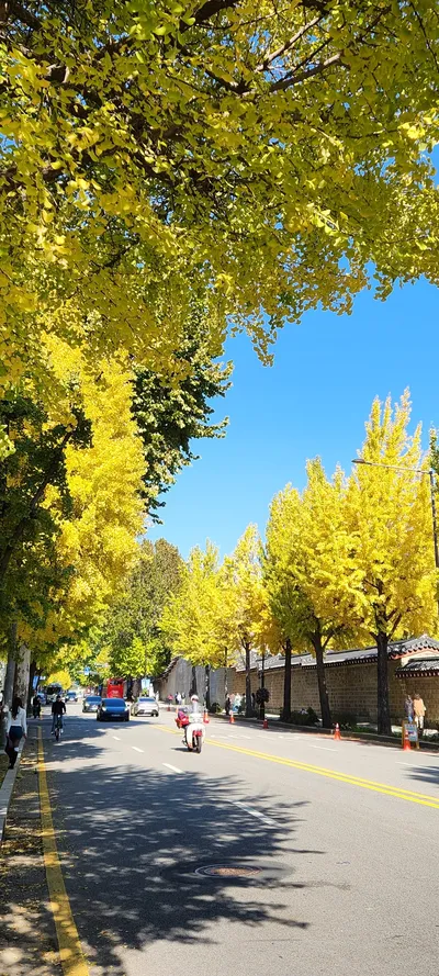 Korean street & autumn & nature & architecture aesthetic wallpaper for phone