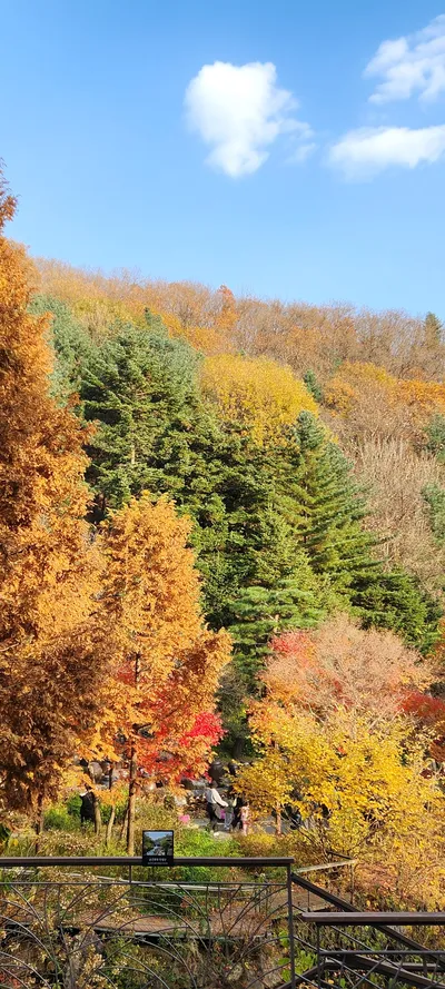 Korean nature & autumn & park & mountain aesthetic wallpaper for phone