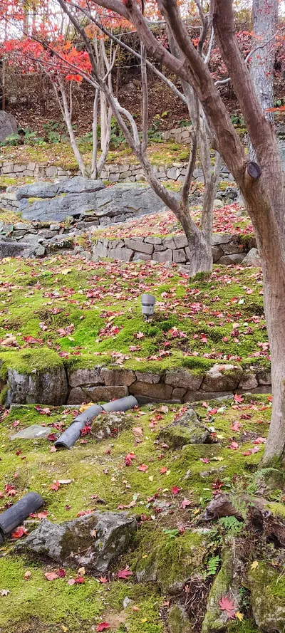 Korean nature & autumn & park aesthetic wallpaper for phone