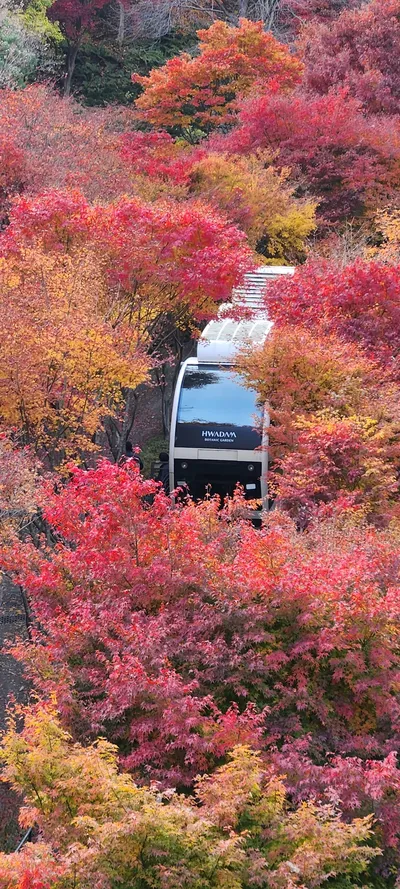 Korean nature & autumn & park aesthetic wallpaper for phone