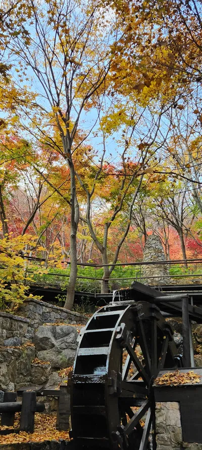 Korean nature & autumn & park aesthetic wallpaper for phone