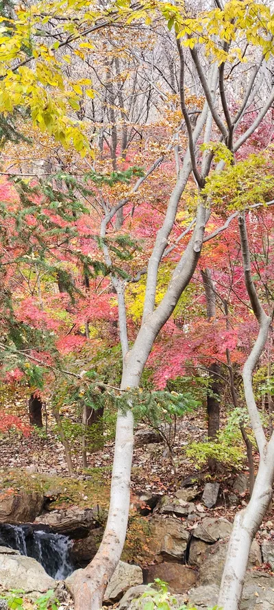 Korean nature & autumn & park aesthetic wallpaper for phone