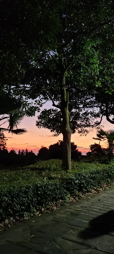 Korean sunset & park & nature aesthetic wallpaper for phone