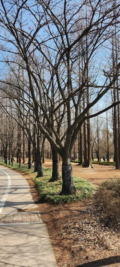 韓国の公園・庭園・自然・森の無料壁紙