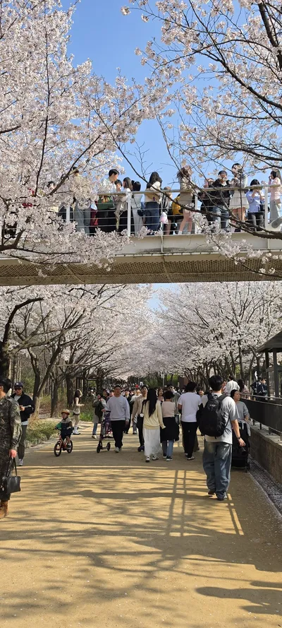 Korean Cherry Blossom & Parks & Gardens & Street aesthetic wallpaper for phone