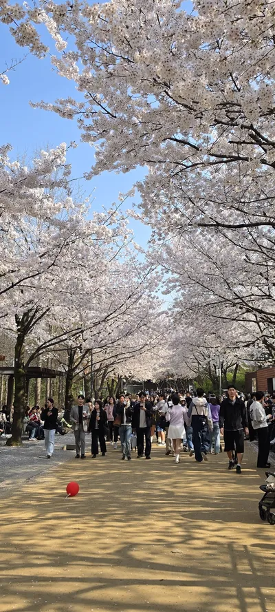 Korean Cherry Blossom & Parks & Gardens & Street aesthetic wallpaper for phone