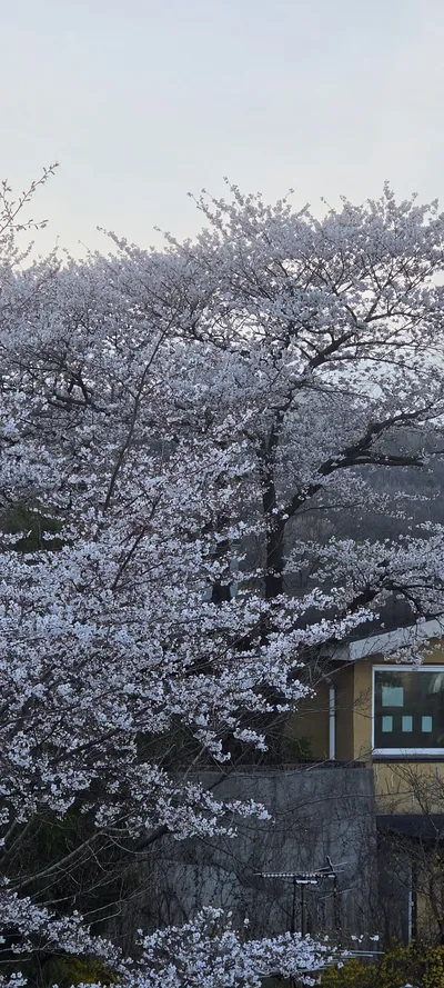 Cherry Blossom