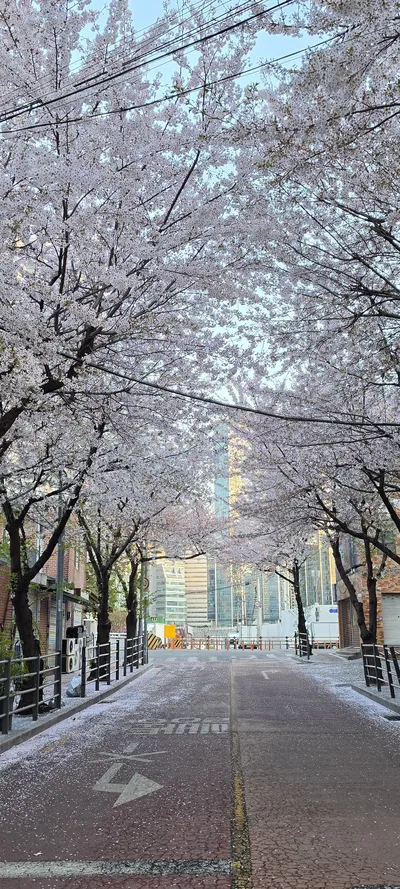韓国の桜・ストリートの無料壁紙