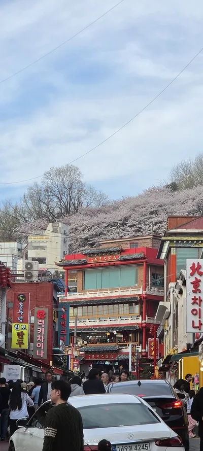 韓国のストリート・建築・桜の無料壁紙