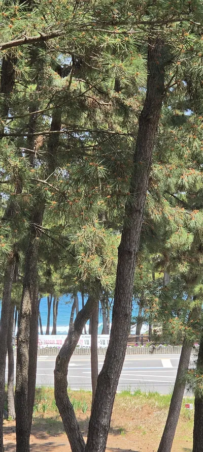 Korean Sea & Coast & Forest & Nature aesthetic wallpaper for phone
