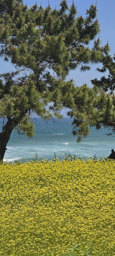 Korean Sea & Coast & Flowers & Forest aesthetic wallpaper for phone
