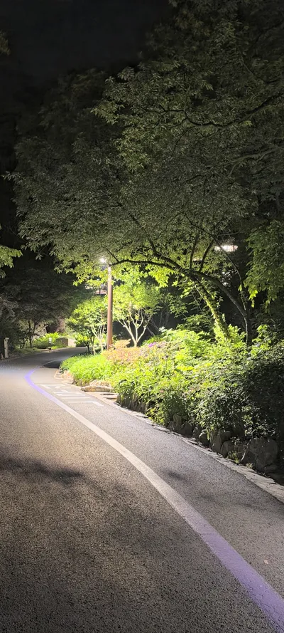 Korean Street & Forest aesthetic wallpaper for phone