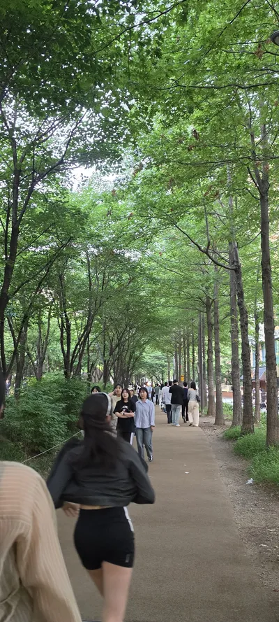 Korean Parks & Gardens & Forest & Street aesthetic wallpaper for phone