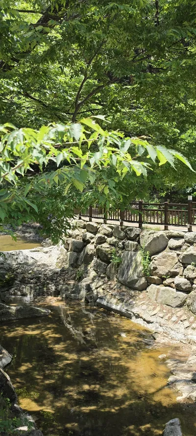 Korean Forest & River & Lake & Nature aesthetic wallpaper for phone