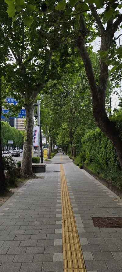 Korean Street & Parks & Gardens & Nature aesthetic wallpaper for phone