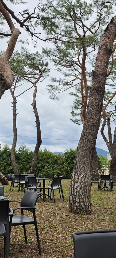 Korean Parks & Gardens & Forest & Cafe Culture aesthetic wallpaper for phone