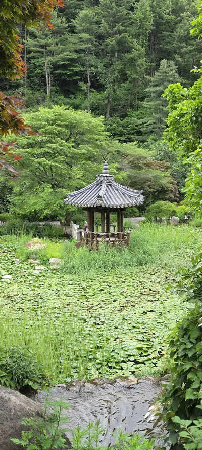 Korean Forest & River & Lake & Nature aesthetic wallpaper for phone