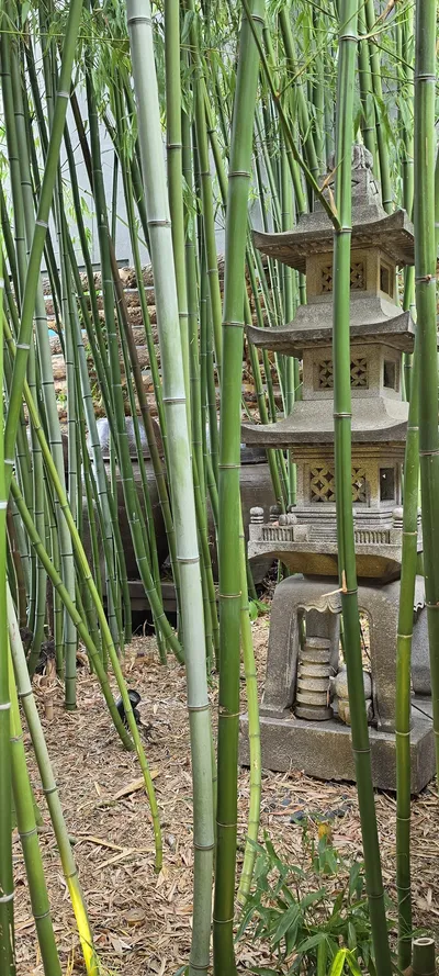 Korean Cafe Culture & Nature & Architecture aesthetic wallpaper for phone