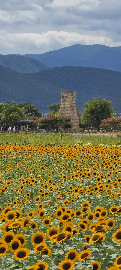 Korean Flowers & Nature & Architecture aesthetic wallpaper for phone